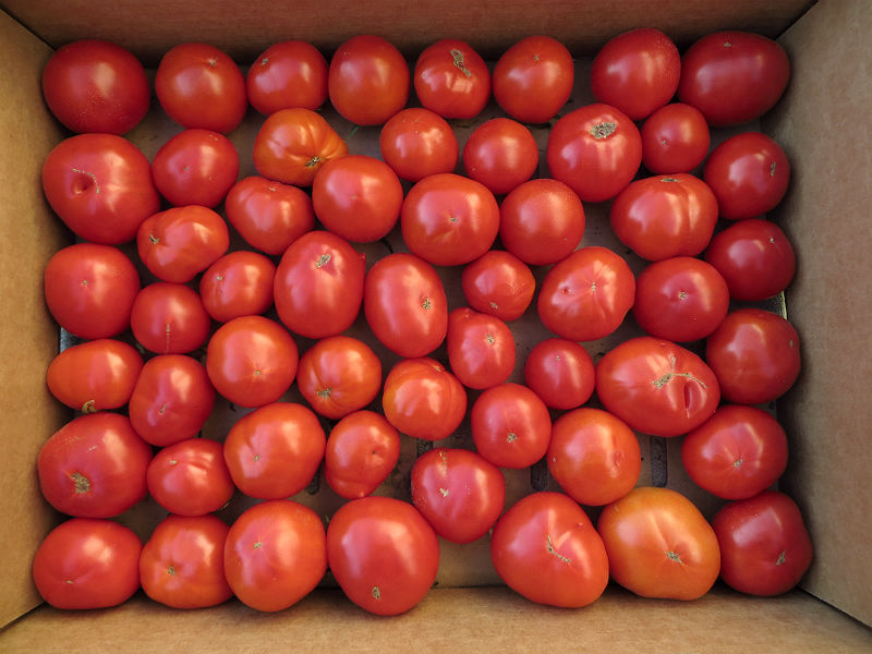 beaverlodge heirloom tomatoes