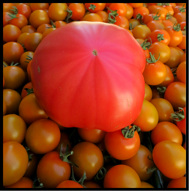katja heirloom and sungold tomatoes