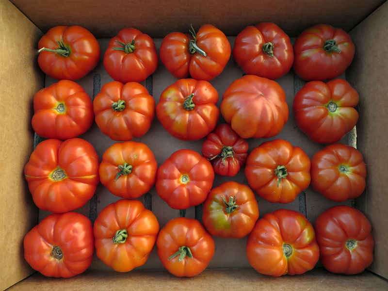 marmond heirloom tomatoes