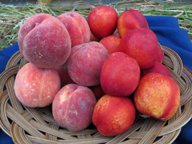 a pile of peaches and nectarines