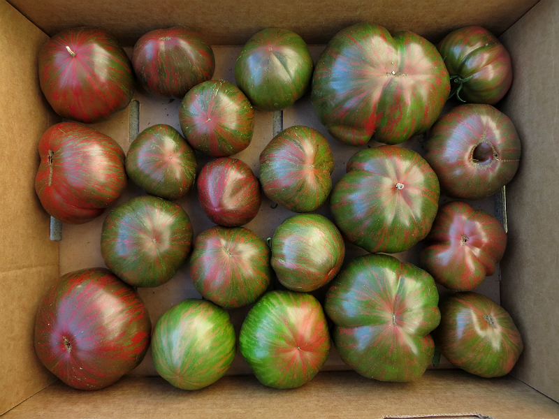pink berkeley tie-dye tomatoes