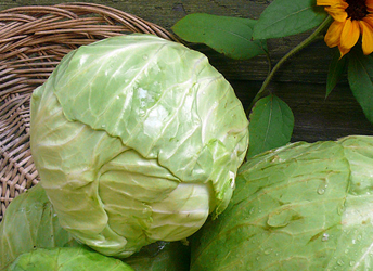 Green Mariner Cabbage