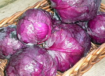 Red Express Cabbage