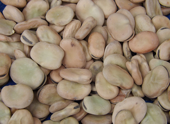 Windsor Fava Beans (Broad Beans)