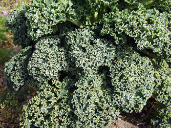 Green Winter Kale