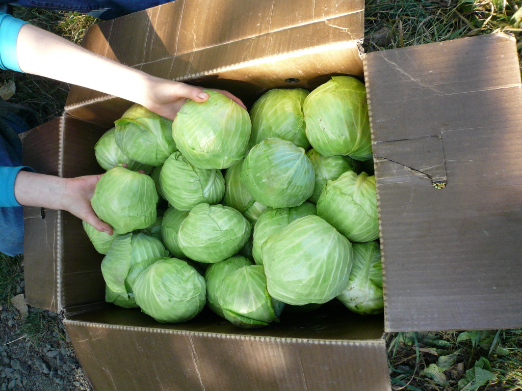 green cabbages-small (1) | Recipes from Nash's Organic Produce