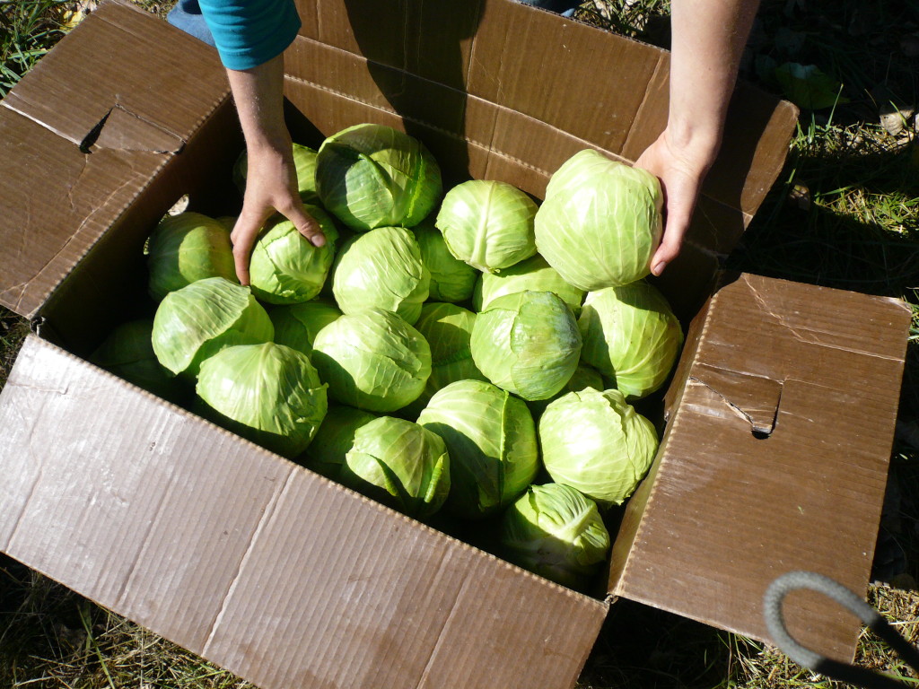 green cabbages-small | Recipes from Nash's Organic Produce