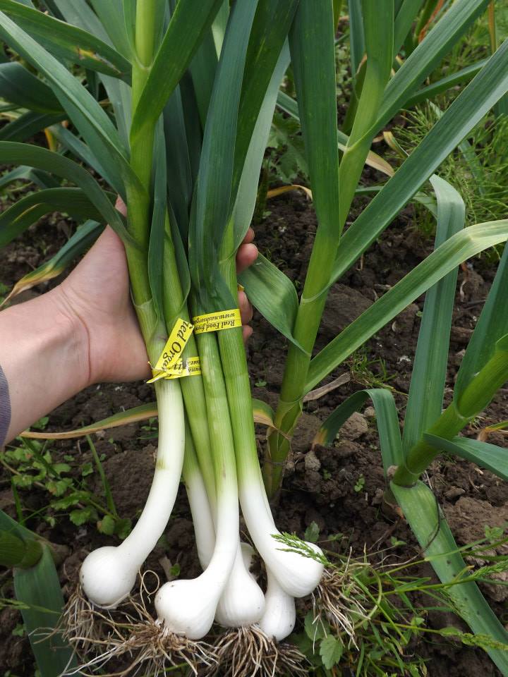 garlic with green stem